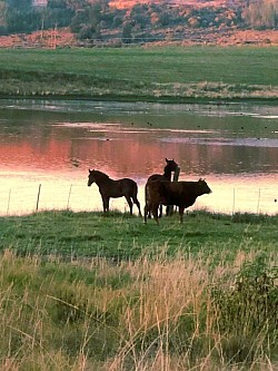 View of Horses at Dam